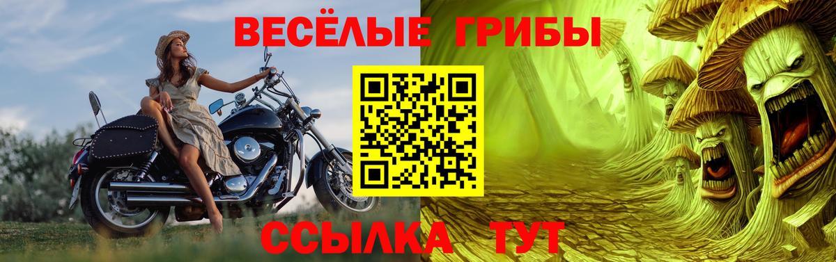 Черняховск  Галлюциногенные грибы Psilocybe  Вход с VPN 